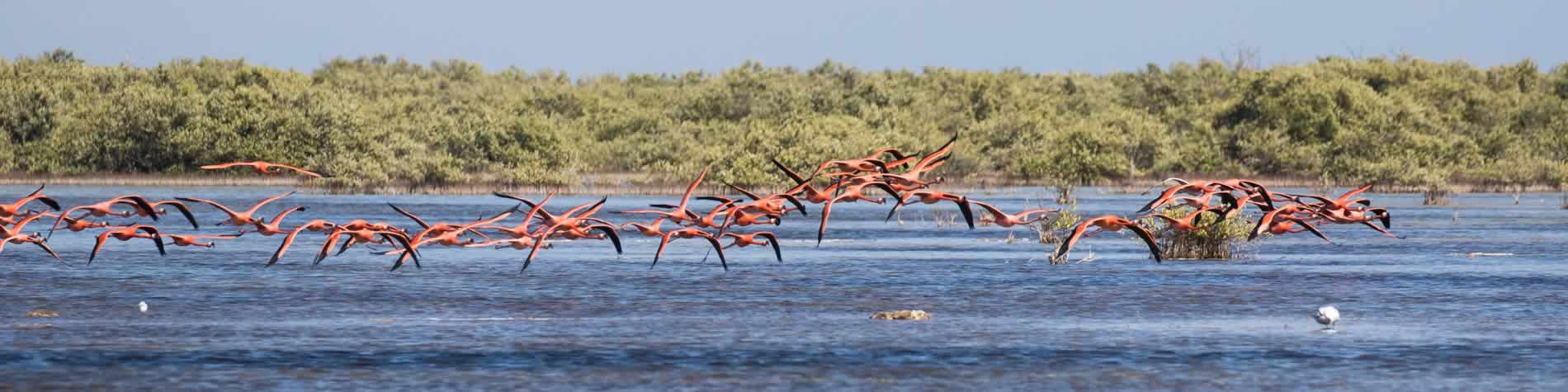 Flying flamingos