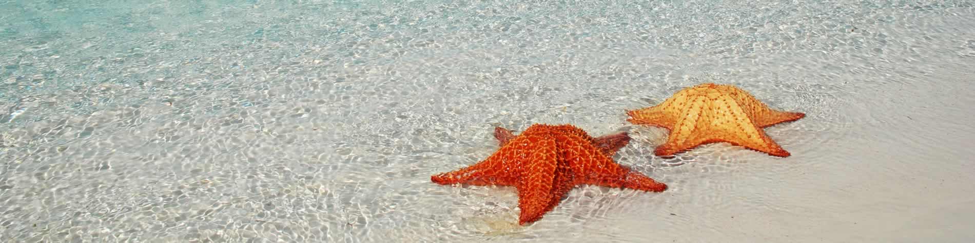 Starfish at the shore of the beach